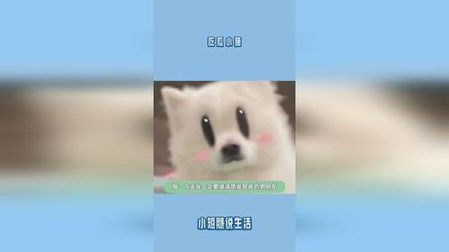 吃瓜娱乐小猫,小猫的吃瓜娱乐日记